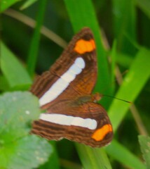 Adelpha iphicleola