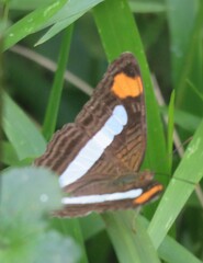 Adelpha iphicleola