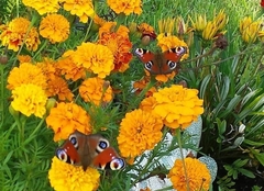 Aglais io