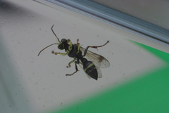 Lestiphorus bicinctus