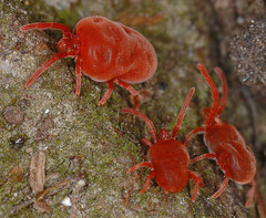 Trombidium holosericeum