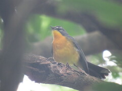 Basileuterus lachrymosus