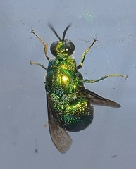 Stilbum
