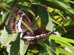 Bassarona teuta