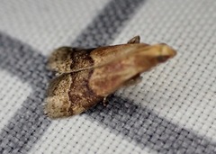 Eulogia ochrifrontella