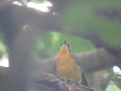 Basileuterus lachrymosus