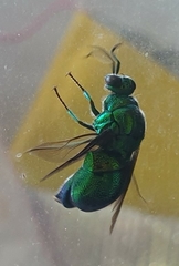 Stilbum