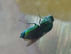 Stilbum
