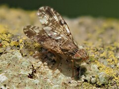 Tephritis vespertina
