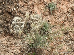 Matthiola fruticulosa
