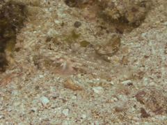 Fusigobius melacron