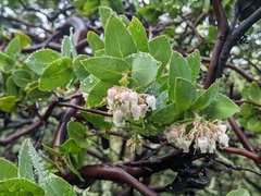 Arctostaphylos pallida