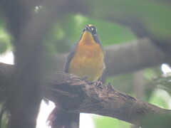 Basileuterus lachrymosus