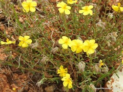 Helianthemum hirtum
