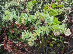 Arctostaphylos pallida