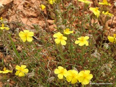 Helianthemum hirtum