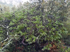 Arctostaphylos pallida