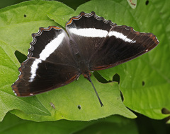 Eurytela hiarbas