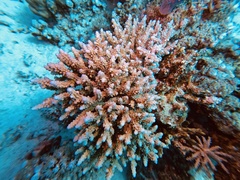 Acroporidae