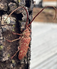 Brachytritus hieroglyphicus