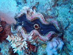 Tridacna squamosa