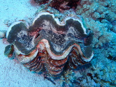 Tridacna squamosa