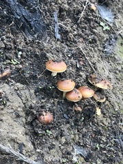 Pholiota velaglutinosa