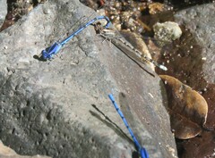 Argia elongata