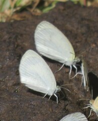 Eurema daira
