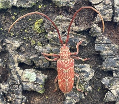 Brachytritus hieroglyphicus