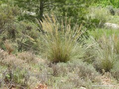 Macrochloa tenacissima