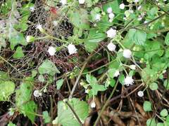 Ageratum conyzoides