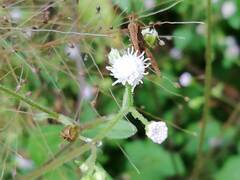Ageratum conyzoides