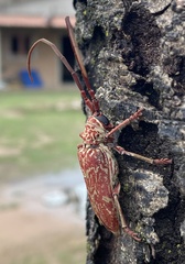 Brachytritus hieroglyphicus