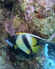 Heniochus intermedius