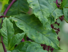 Pokeweed mosaic virus