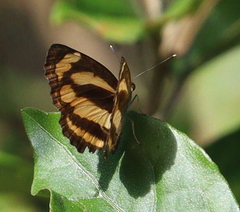 Pantoporia