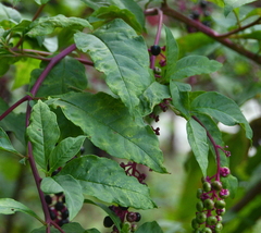 Pokeweed mosaic virus