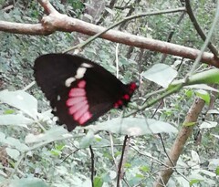 Parides iphidamas