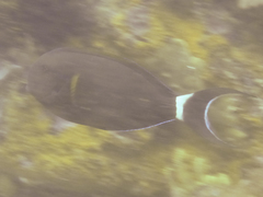 Acanthurus nigricauda