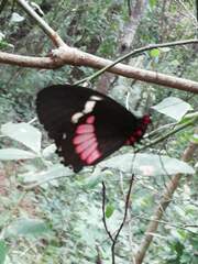 Parides iphidamas