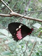 Parides iphidamas