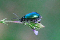 Alticina