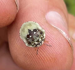 Sphaerocoris testudogrisea