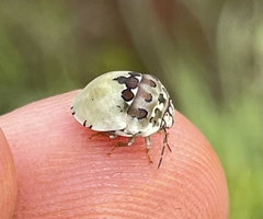 Sphaerocoris testudogrisea