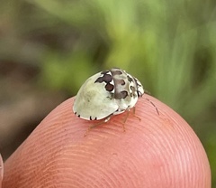 Sphaerocoris testudogrisea