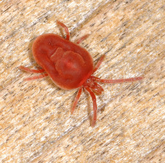 Trombidium holosericeum