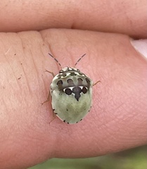 Sphaerocoris testudogrisea