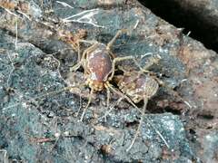 Erginulus subserialis