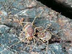 Erginulus subserialis